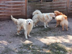 Fleckifarm Maud Schwichtenberg Cottbus