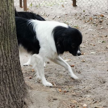 Fleckifarm Schwichtenberg Vermittlung