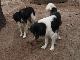 Fleckifarm Maud Schwichtenberg Cottbus