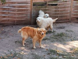 Fleckifarm Maud Schwichtenberg Cottbus