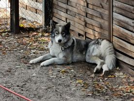 Fleckifarm Maud Schwichtenberg Cottbus