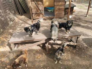 Fleckifarm Schwichtenberg Vermittlung