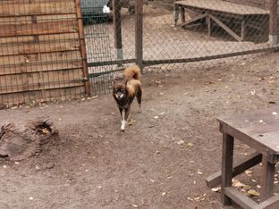 Fleckifarm Schwichtenberg Vermittlung