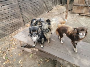 Fleckifarm Schwichtenberg Vermittlung